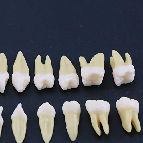 Dentalmall 1 Box Dental Model Teeth Model 28 Pcs 1:1 Full Permanent Teeth M7021