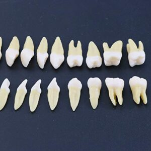 Dentalmall 1 Box Dental Model Teeth Model 28 Pcs 1:1 Full Permanent Teeth M7021