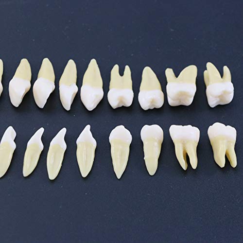 Dentalmall 1 Box Dental Model Teeth Model 28 Pcs 1:1 Full Permanent Teeth M7021