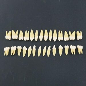 Dentalmall 1 Box Dental Model Teeth Model 28 Pcs 1:1 Full Permanent Teeth M7021