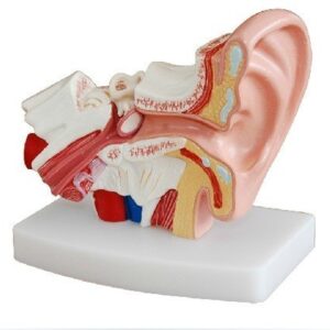 Doc.Royal Human Professional Desktop Ear Joint Simulation Model Medical Anatomy PVC Plastic Type DR-XF-102