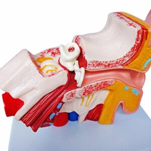 Doc.Royal Human Professional Desktop Ear Joint Simulation Model Medical Anatomy PVC Plastic Type DR-XF-102