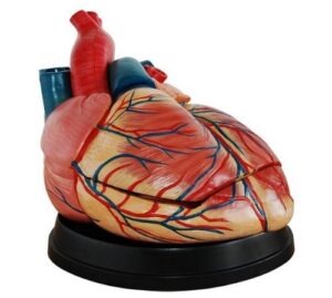 doc.royal human new style jumbo heart simulation model medical anatomy type:dr-xf-107