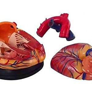 Doc.Royal Human New Style Jumbo Heart Simulation Model Medical Anatomy Type:DR-XF-107