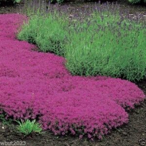 1000 creeping thyme seeds - magic carpet - thymus serpyllum- perennial ground cover !