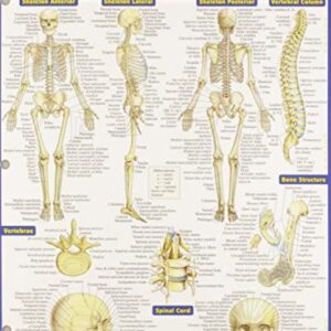 Bar Charts Anatomy Study Guide Med/Health