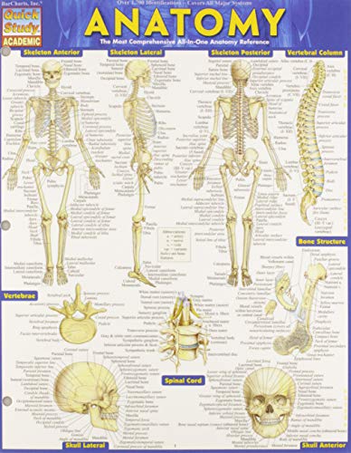 Bar Charts Anatomy Study Guide Med/Health