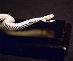 c & a scientific - premiere 51016 real snake skeleton, non-venomous