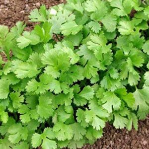 Cilantro Seeds - 50 Seeds Non-GMO