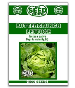 buttercrunch lettuce seeds- 1500 non-gmo seeds