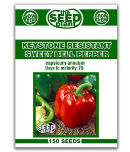 keystone resistant sweet bell pepper seeds 150 seeds non-gmo
