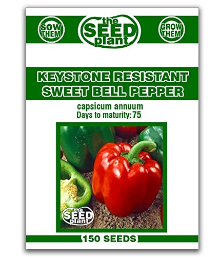 Keystone Resistant Sweet Bell Pepper Seeds 150 Seeds Non-GMO