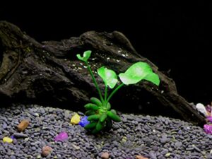 banana plant - beginner tropical live aquarium plant