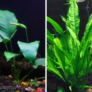 anubias barteri and java fern bundle - beginner tropical live aquarium plants