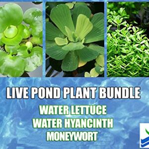 3 Water Lettuce + 3 Water Hyancinth Bundle + Moneywort - Floating Live Pond Plants + Marginal Plant