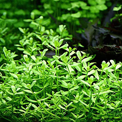 3 Water Lettuce + 3 Water Hyancinth Bundle + Moneywort - Floating Live Pond Plants + Marginal Plant