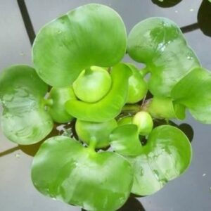 3 Water Lettuce + 3 Water Hyancinth Bundle + Moneywort - Floating Live Pond Plants + Marginal Plant