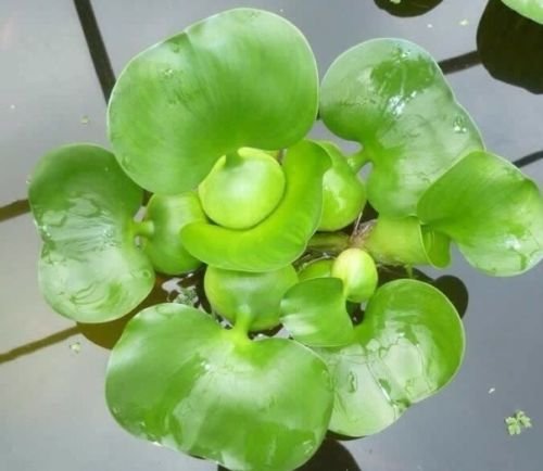 3 Water Lettuce + 3 Water Hyancinth Bundle + Moneywort - Floating Live Pond Plants + Marginal Plant