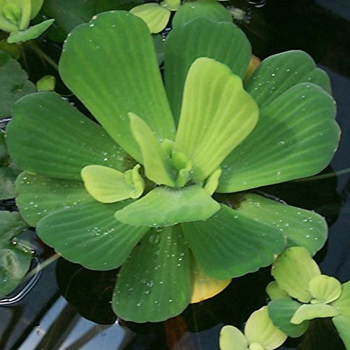 3 Water Lettuce + 3 Water Hyancinth Bundle + Moneywort - Floating Live Pond Plants + Marginal Plant