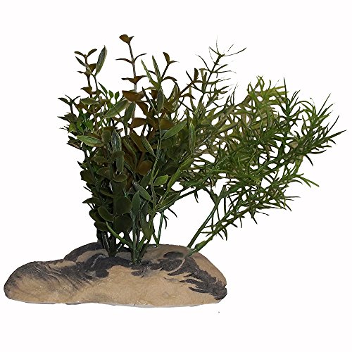 Rock Garden 6" Natural Green Plant with Decorative Resin Base, Large