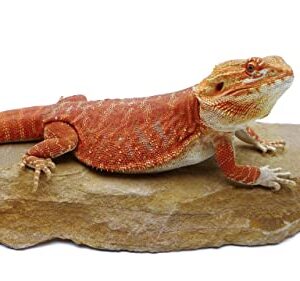 Carolina Custom Cages Natural Habitat Rocks, Painted Desert (one Large Size)