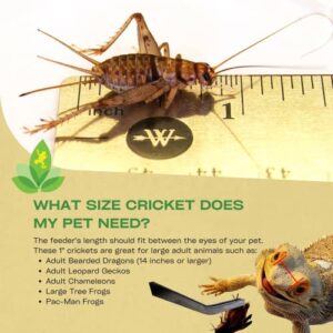 Josh's Frogs 1" Large Adult Banded Crickets (250 Count)