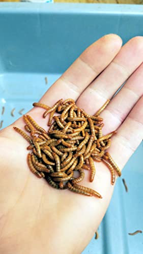 Josh's Frogs Mealworms (1000 Count)