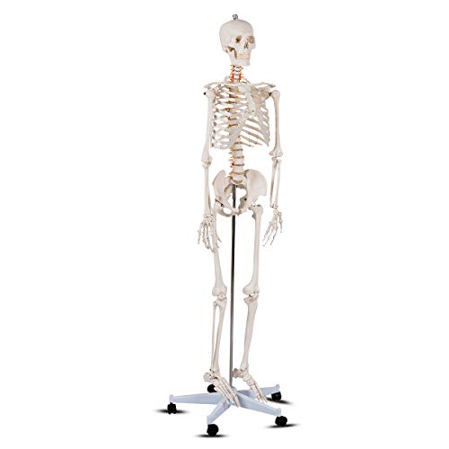 Giantex B010L18XEW Life Size 70.8" Human Anatomical Anatomy Skeleton Medical Model + Stand