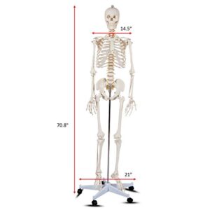 Giantex B010L18XEW Life Size 70.8" Human Anatomical Anatomy Skeleton Medical Model + Stand