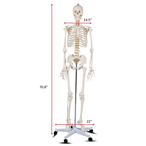 Giantex B010L18XEW Life Size 70.8" Human Anatomical Anatomy Skeleton Medical Model + Stand