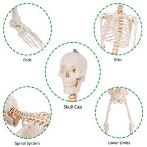 Giantex B010L18XEW Life Size 70.8" Human Anatomical Anatomy Skeleton Medical Model + Stand