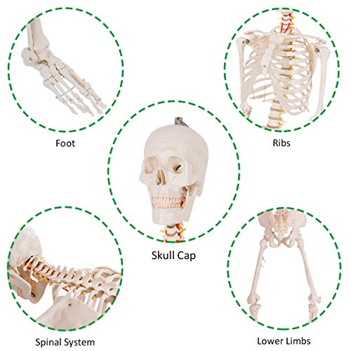 Giantex B010L18XEW Life Size 70.8" Human Anatomical Anatomy Skeleton Medical Model + Stand