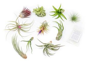 grab bag pack small & medium air plants - fertilizer packet - wholesale - bulk - live tillandsia - easy care house plant - succulents, 10 count (pack of 1)