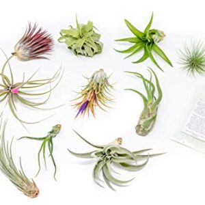 Grab Bag Pack Small & Medium Air Plants - Fertilizer Packet - Wholesale - Bulk - Live Tillandsia - Easy Care House Plant - Succulents, 10 Count (Pack of 1)