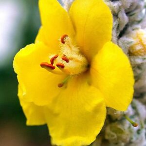 Bulk 100 Seeds Mullein Seed Ornamental Plant Flowering Medicinal