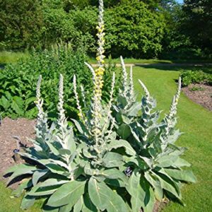 Bulk 100 Seeds Mullein Seed Ornamental Plant Flowering Medicinal