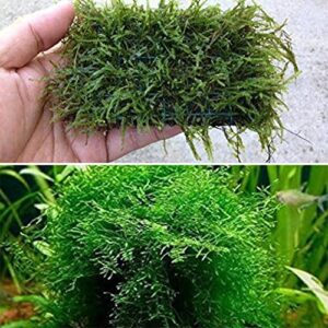 java moss portion in 4 oz cup and java moss mat - easy live fresh water aquarium plants
