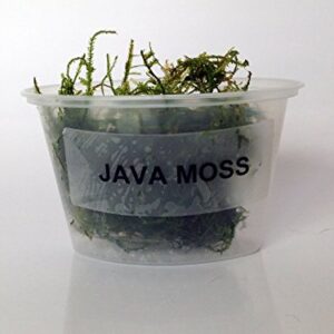 Java Moss Portion in 4 Oz Cup and Java Moss Mat - Easy Live Fresh Water Aquarium Plants