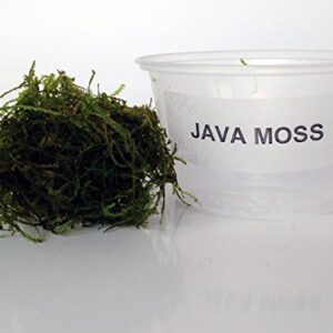 Java Moss Portion in 4 Oz Cup and Java Moss Mat - Easy Live Fresh Water Aquarium Plants