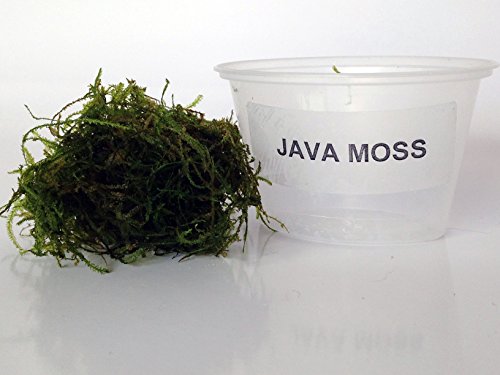 Java Moss Portion in 4 Oz Cup and Java Moss Mat - Easy Live Fresh Water Aquarium Plants