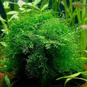 Java Moss Portion in 4 Oz Cup and Java Moss Mat - Easy Live Fresh Water Aquarium Plants