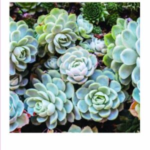 Succulent Garden Notecards: 20 Different Cards and Envelopes (Blank Nature Cards, Botanical Cards)