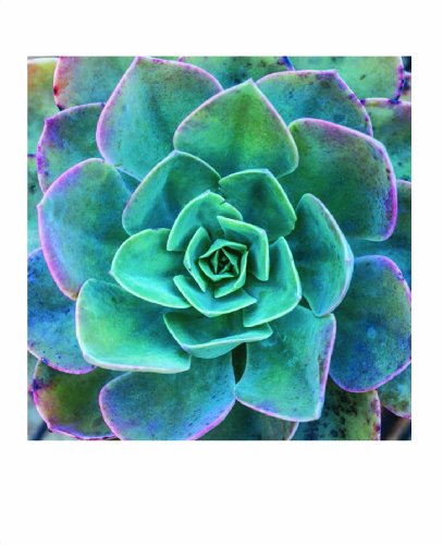 Succulent Garden Notecards: 20 Different Cards and Envelopes (Blank Nature Cards, Botanical Cards)