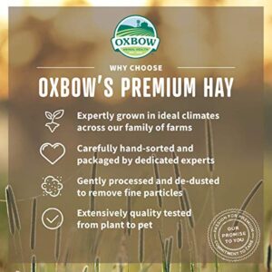 Oxbow Animal Health Orchard Grass Hay - All Natural Grass Hay for Chinchillas, Rabbits, Guinea Pigs, Hamsters & Gerbils - 25 lb.