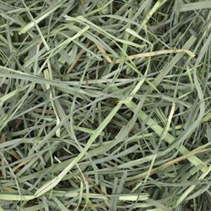 Oxbow Animal Health Orchard Grass Hay - All Natural Grass Hay for Chinchillas, Rabbits, Guinea Pigs, Hamsters & Gerbils - 25 lb.