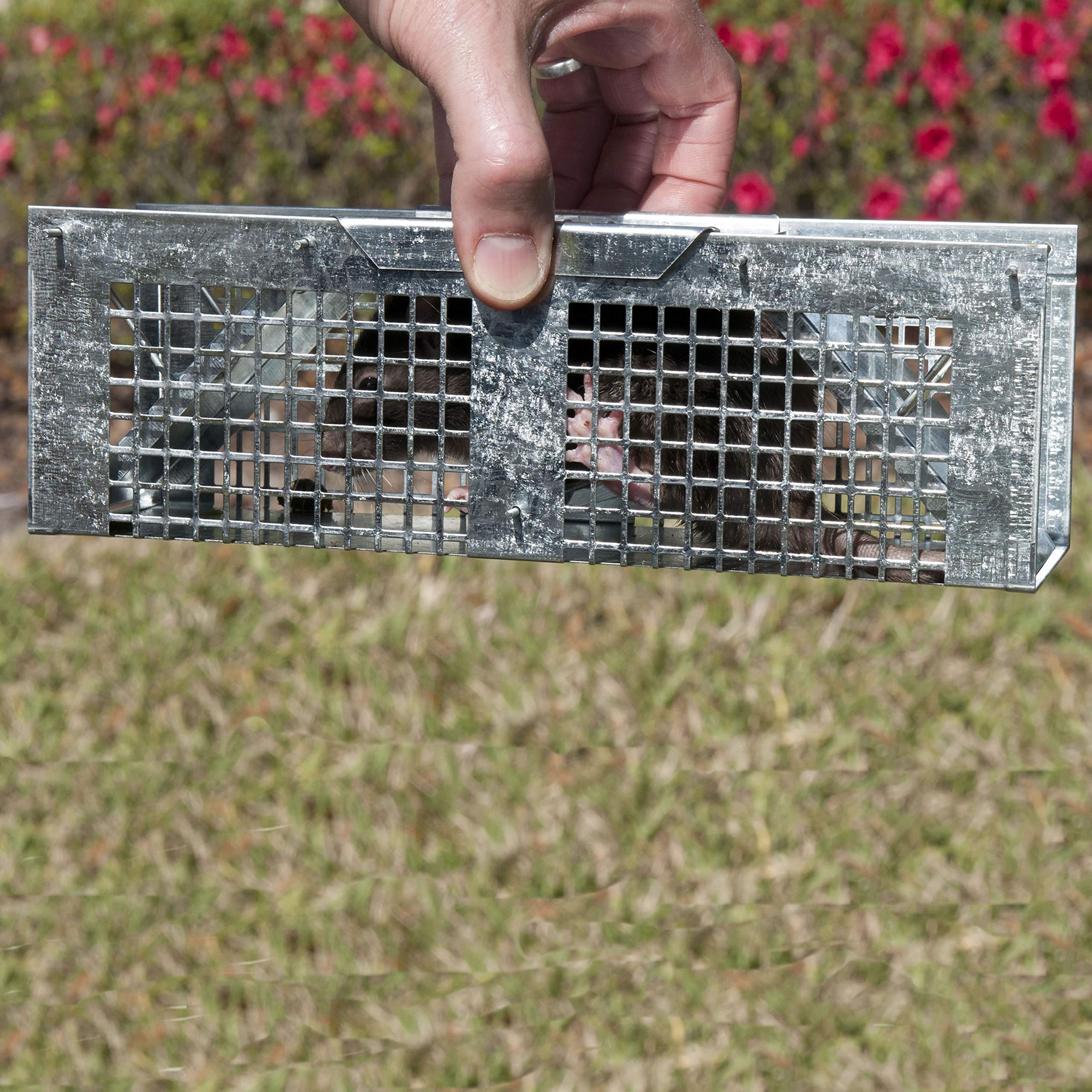 Havahart 1020 X-Small 2-Door Humane Catch and Release Live Animal Trap for Moles, Rodents, Shrews, Mice, Voles, and Other Small Animals