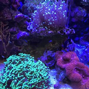 Seachem Reef Builder 300gram