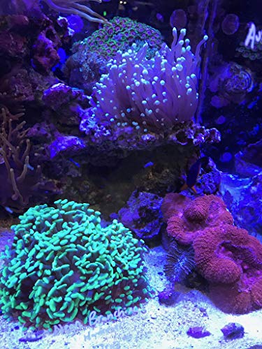 Seachem Reef Builder 300gram