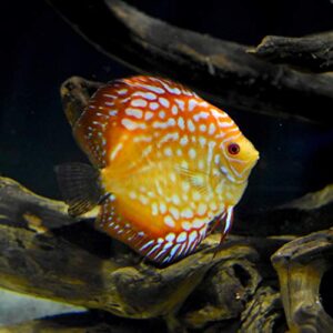 Seachem Discus Buffer 250gram