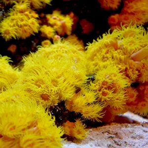Seachem Reef Iodide 250ml